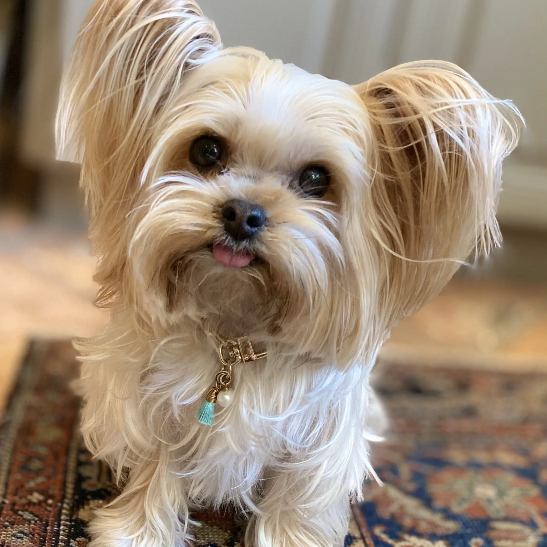 Ibiza for Lola - Gold Chain Dog Collar